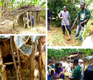 Top left: local farmer and his goats housed in the fruit field.  Top right: learning how to plant a cassava tree.  Bottom right: delicious fresh-picked bananas! Bottom left: Feeding my banana to the cows.